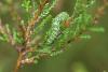 Anarta myrtilli